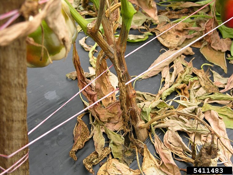 Sweet pepper plant killed by Phytophthora blight, with dark stem lesions and collapsed leaves