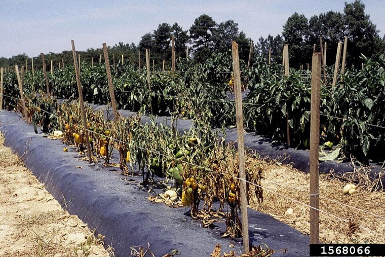 Pepper field with rows of plants wilted and killed by Phytophthora capsici