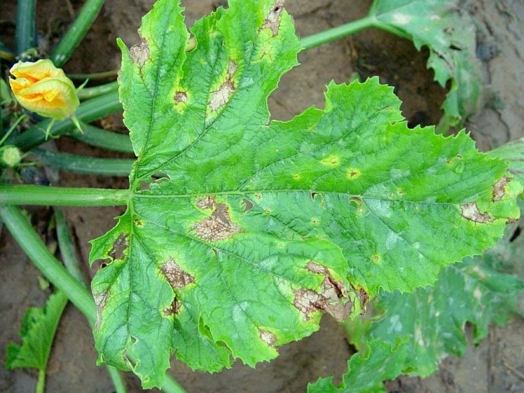 Zucchini plant infected by Phytophthora capsici