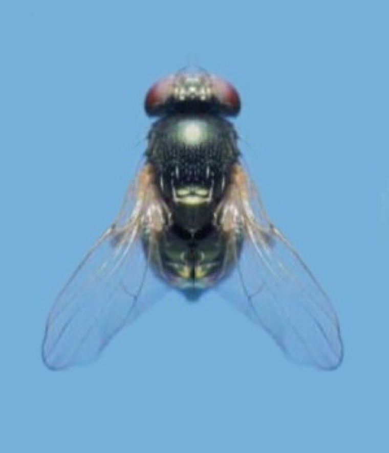 Adult pigeon pea pod fly (Melanagromyza obtusa), a small shiny black fly, magnified