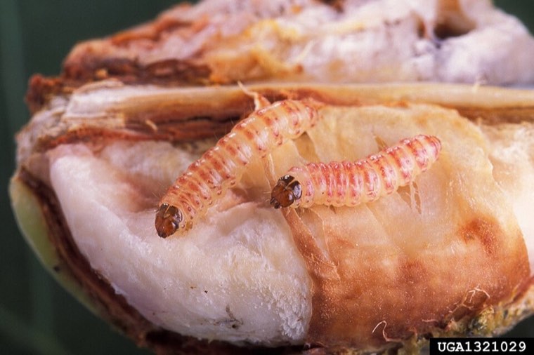 Pink bollworm larvae inside a cotton boll