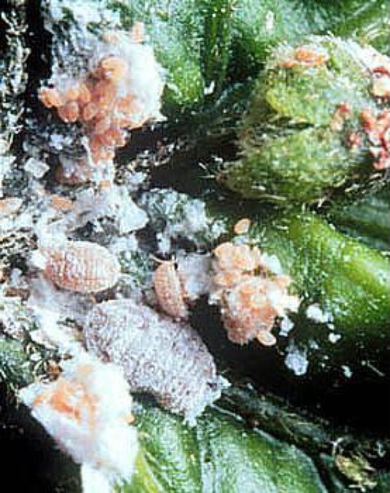 Pink hibiscus mealybugs, showing pink bodies under white wax