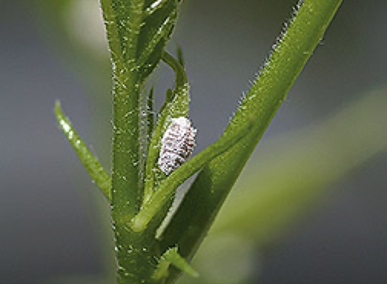 Pink hibiscus mealybug colony on a shoot