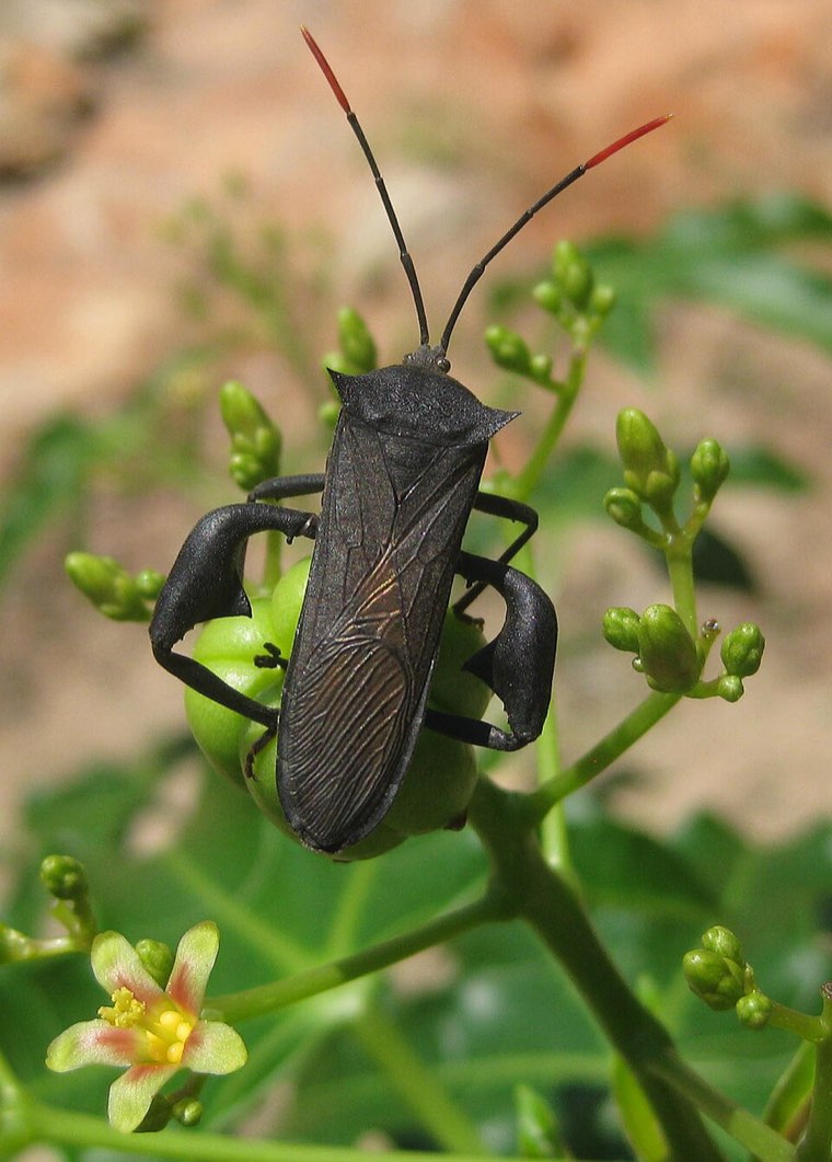 Anoplocnemis curvipes, a large dark brown pod-sucking bug of cowpea