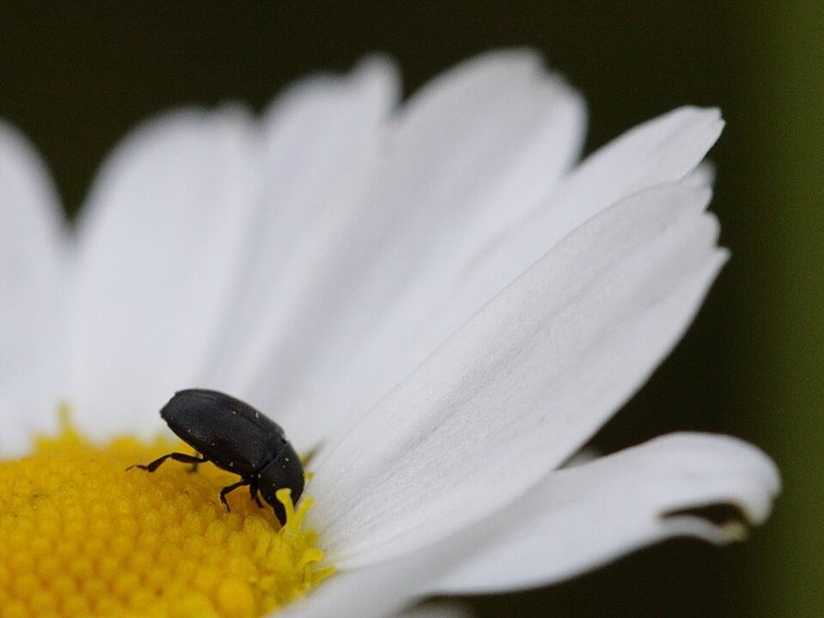 Pollen beetle (Brassicogethes aeneus), a tiny shiny black beetle, on a flower