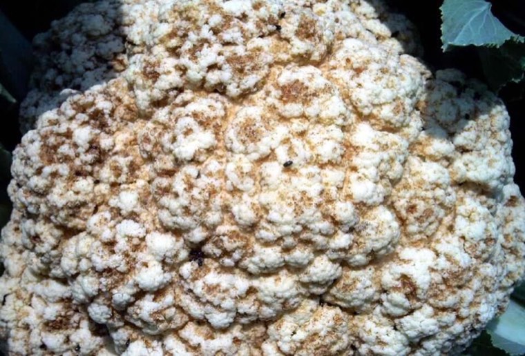 Pollen beetles on a cauliflower curd