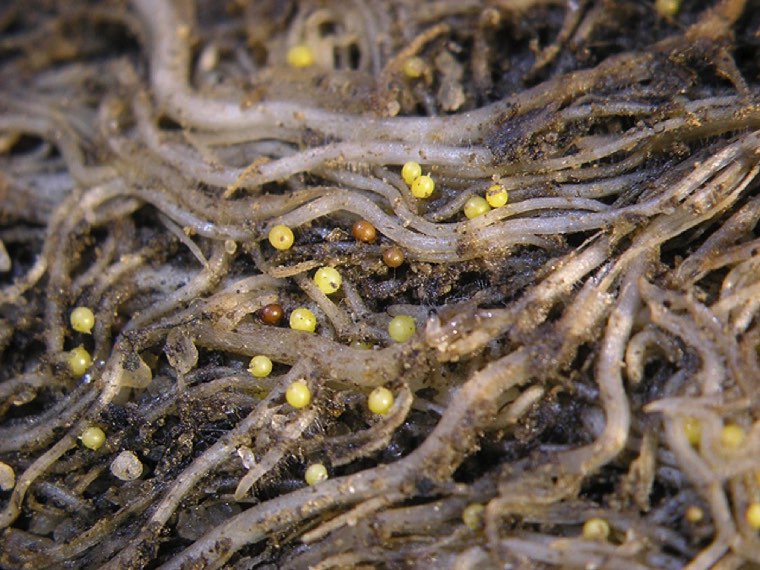 Potato cyst nematode cysts on potato roots