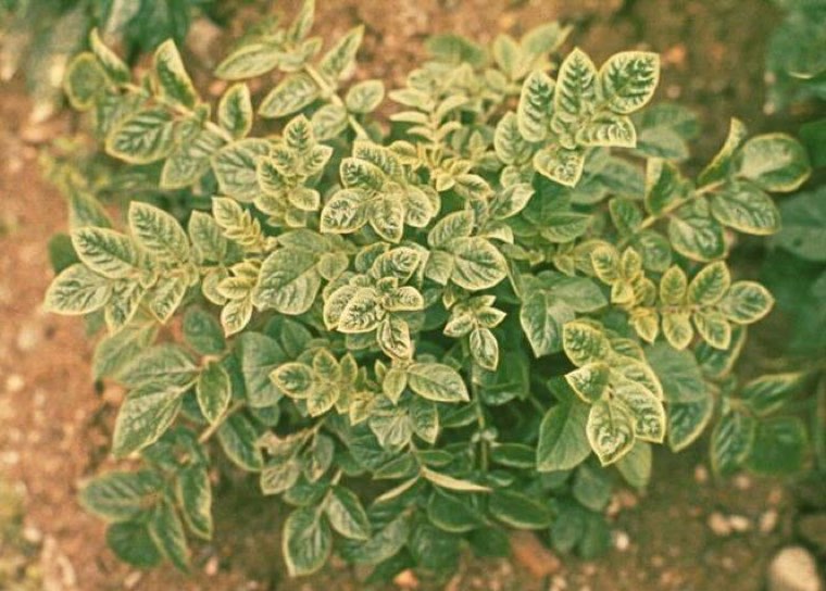 Potato plants with rolled, pale upper leaves caused by potato leafroll virus