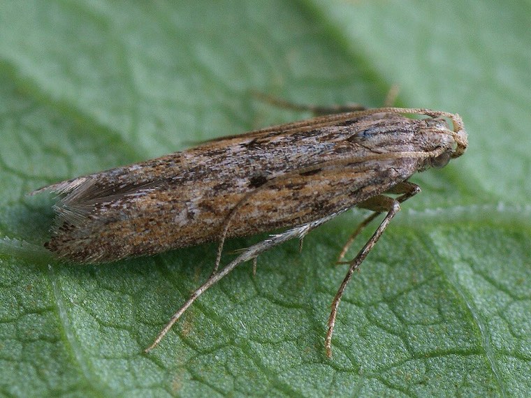 Adult potato tuber moth