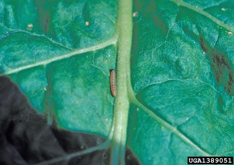 Potato tuber moth leaf mine on a potato leaf