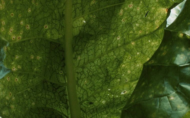 Potato virus Y on a tobacco leaf: darkened, necrotic veins and small spots