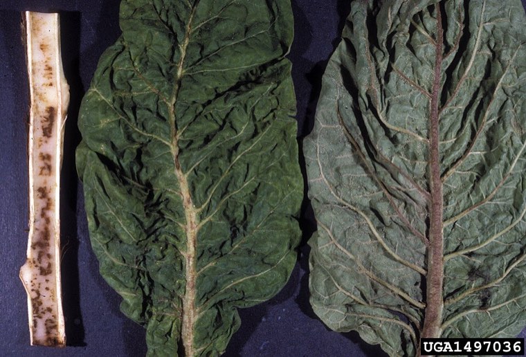 Potato virus Y on tobacco leaves: mottling and vein necrosis