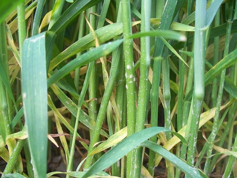 Powdery mildew on winter wheat leaves