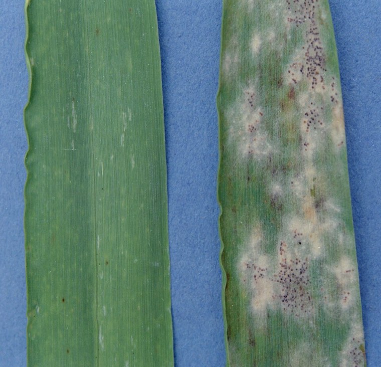 Blumeria graminis colonies on a cereal leaf