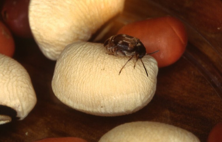 Female pulse beetle (Callosobruchus maculatus) on a stored seed