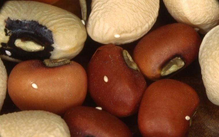 White eggs of Callosobruchus maculatus glued to cowpea and adzuki bean seeds