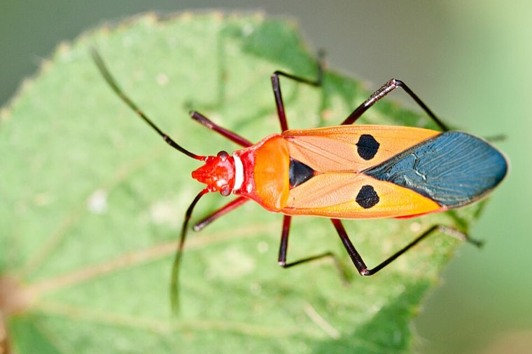 Adult red cotton stainer (Dysdercus cingulatus), red with black wing markings