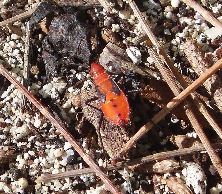 Red cotton stainer nymph (Dysdercus koenigii) on the ground