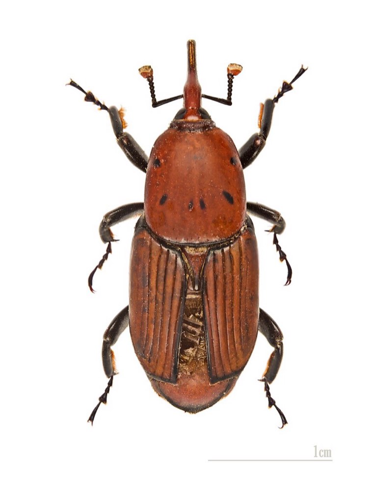 Red palm weevil adult (museum specimen)