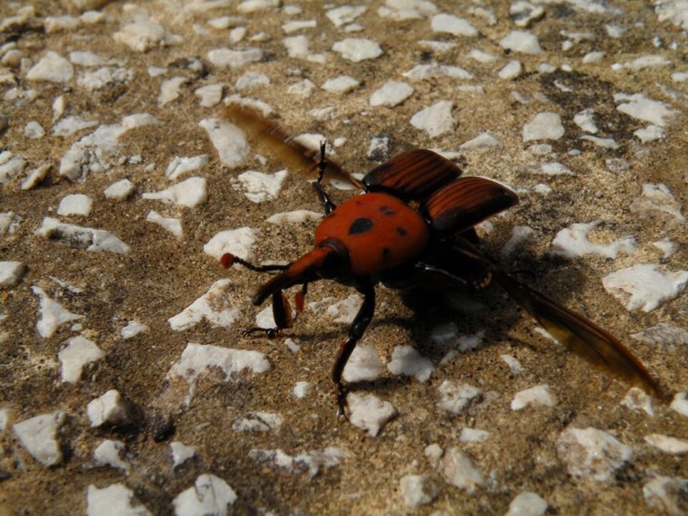 Red palm weevil adult