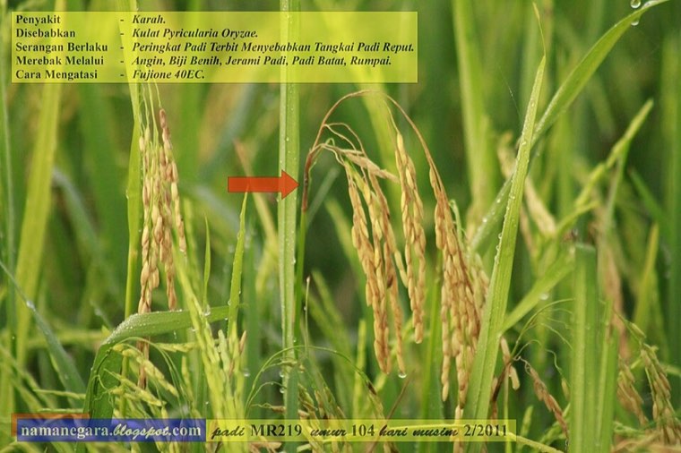 Rice panicles with neck blast (arrow)