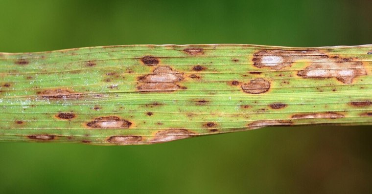 Rice leaf with brown spot lesions