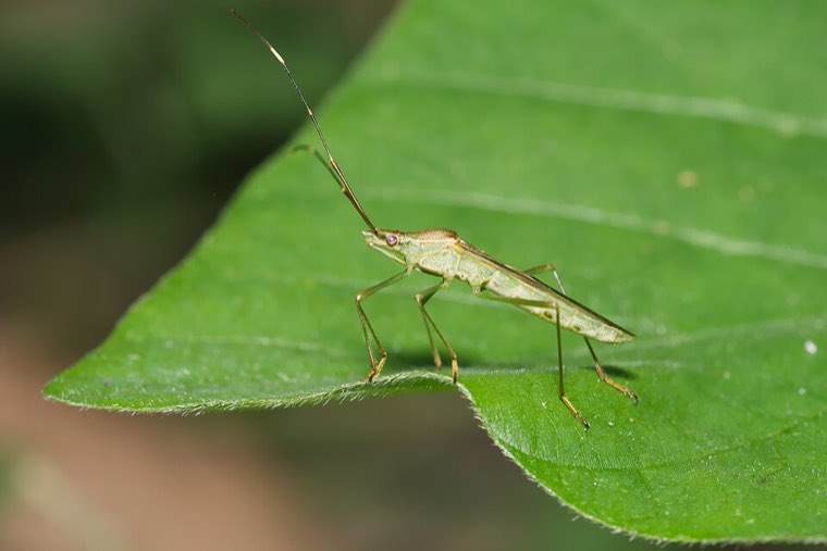 Adult slender rice bug (Leptocorisa oratorius) on a leaf, showing its long legs and antennae