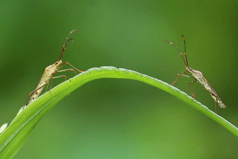 Rice bugs (Leptocorisa acuta) on a rice leaf