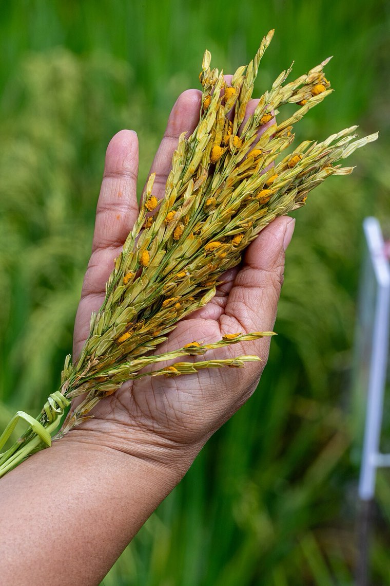 Rice panicle with false smut spore balls