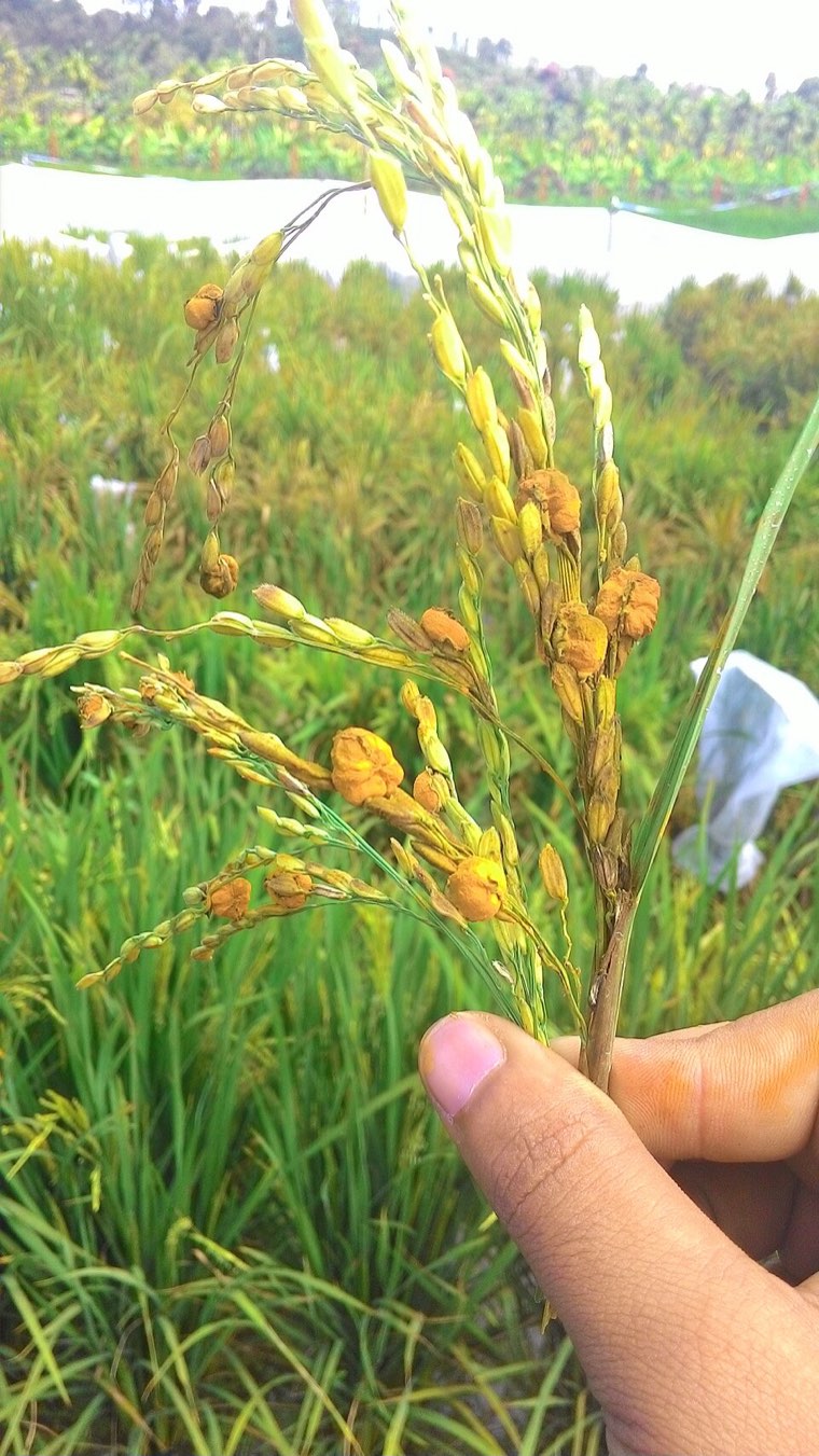Orange false smut spore balls on rice grains