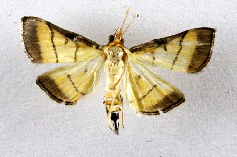 Adult rice leaf folder moth (specimen)