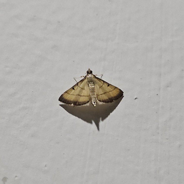 Rice leaf folder moth at rest