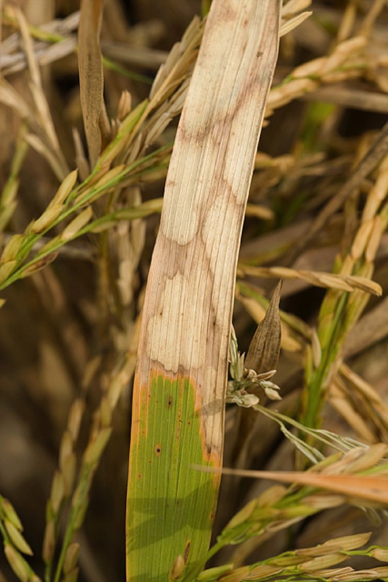 Rice stem with sheath blight lesion