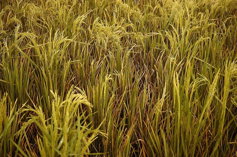 Rice plants with yellow-orange discoloration from tungro disease