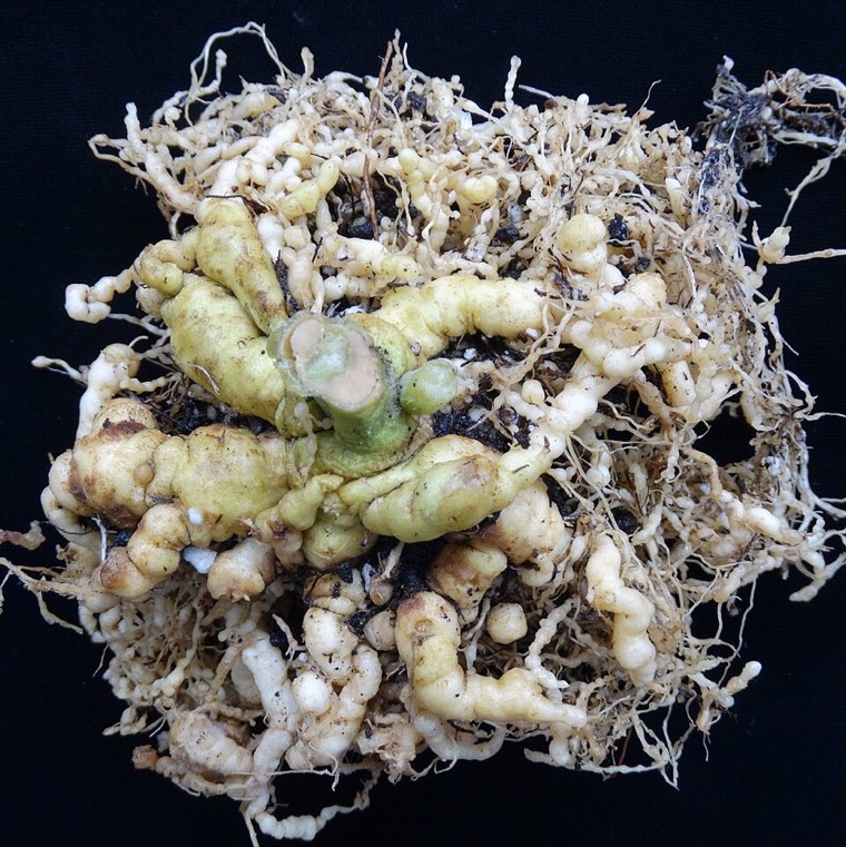 Tomato roots heavily galled by root-knot nematodes