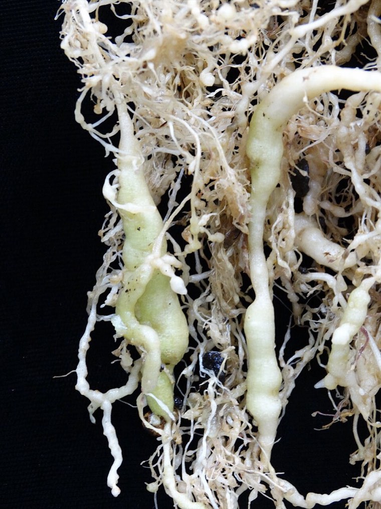 Tomato roots with root-knot nematode galls