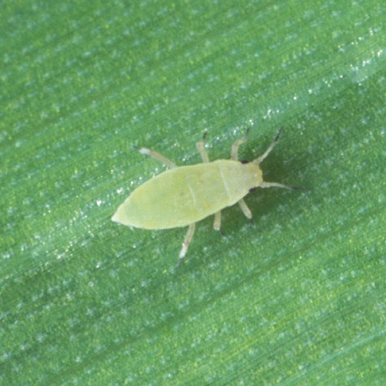 Russian wheat aphid (Diuraphis noxia), a pale green, elongated aphid on a barley leaf