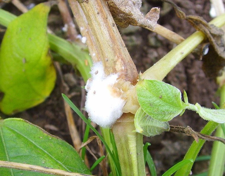 White cottony mould of Sclerotinia sclerotiorum on a bean stem