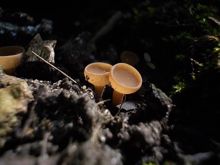 Small tan cup-shaped fruiting bodies (apothecia) of Sclerotinia sclerotiorum growing from the soil