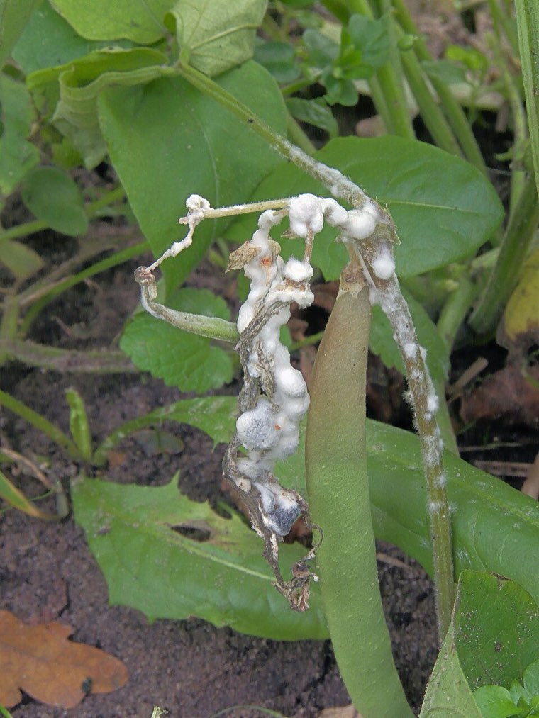 Bean plant with bleached stems and white mould caused by Sclerotinia