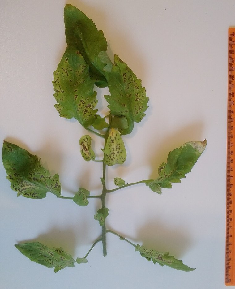 Tomato leaves with Septoria leaf spot: many small spots and yellowing leaflets