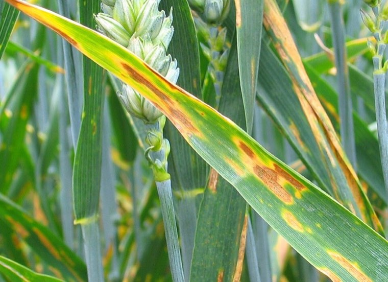 Wheat leaves with Septoria tritici blotch
