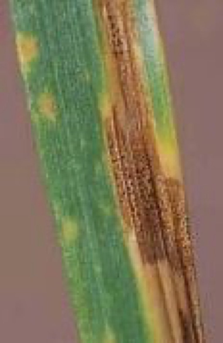 Septoria blotch lesion on a wheat leaf