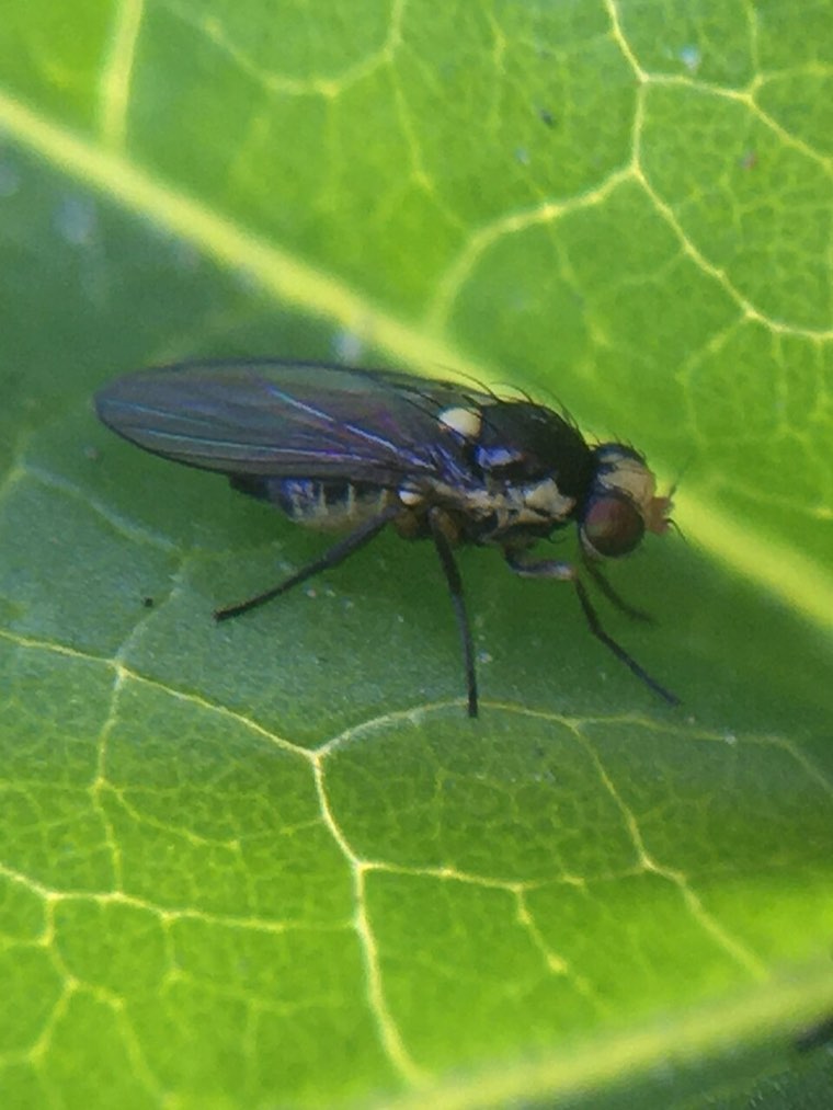 Adult pea leafminer fly (Liriomyza huidobrensis)