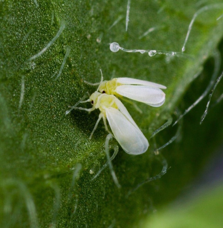 Adult silverleaf whitefly