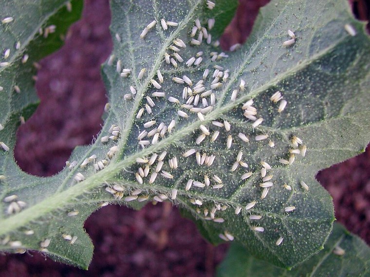 Silverleaf whitefly colony on a leaf