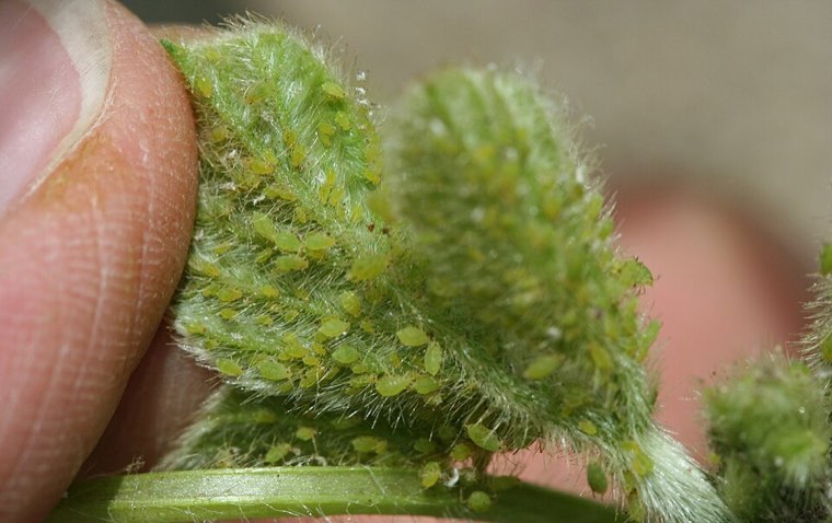 Colony of pale yellow-green soybean aphids (Aphis glycines) on a soybean leaflet
