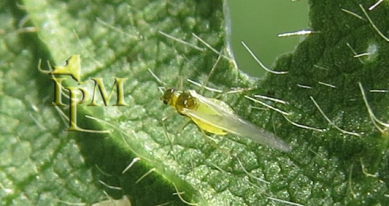 Winged soybean aphid on a soybean leaf