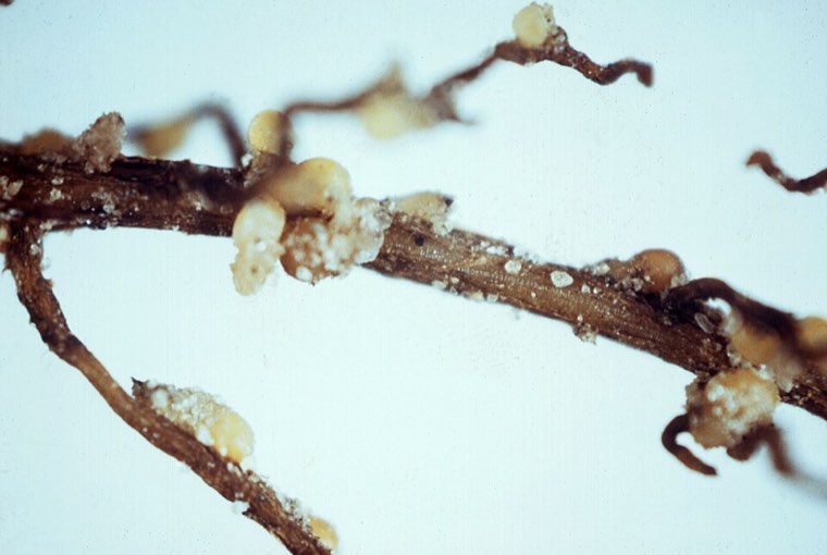 Soybean root with soybean cyst nematode females and cysts attached to the root surface