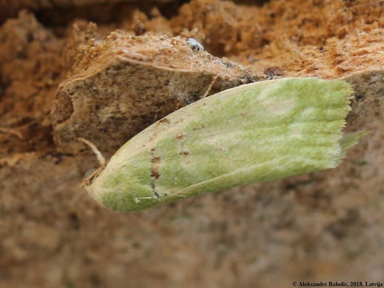 Adult spiny bollworm moth (Earias insulana) with plain green forewings